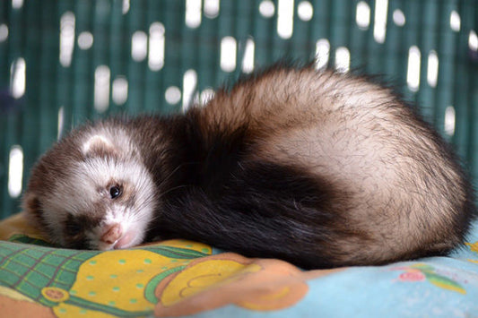 6 Toxic Foods that You Should Never Feed Your Ferrets