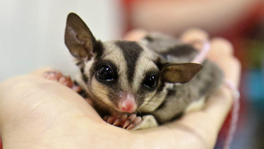 How to Bond With Your Pet Sugar Glider