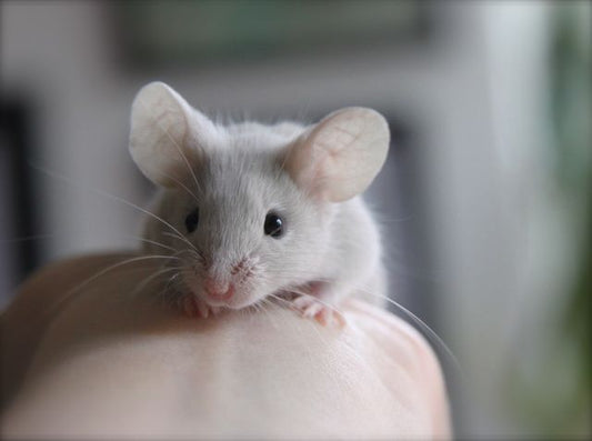 5 Reasons Why Mice Make Great Pets